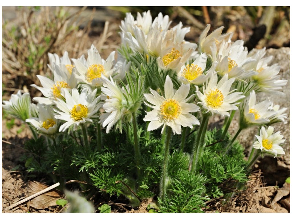 Poniklec obyčajný (Pulsatilla vulgaris) ´ALBA´